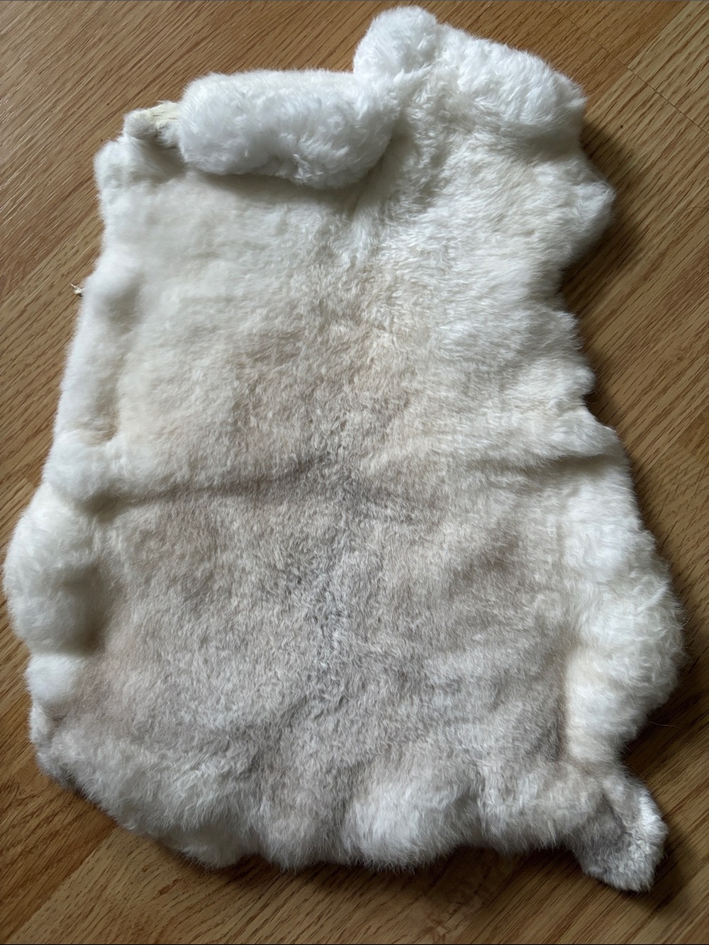 B0245 Rex rabbit hide craft supply
